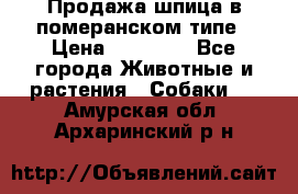 Продажа шпица в померанском типе › Цена ­ 20 000 - Все города Животные и растения » Собаки   . Амурская обл.,Архаринский р-н